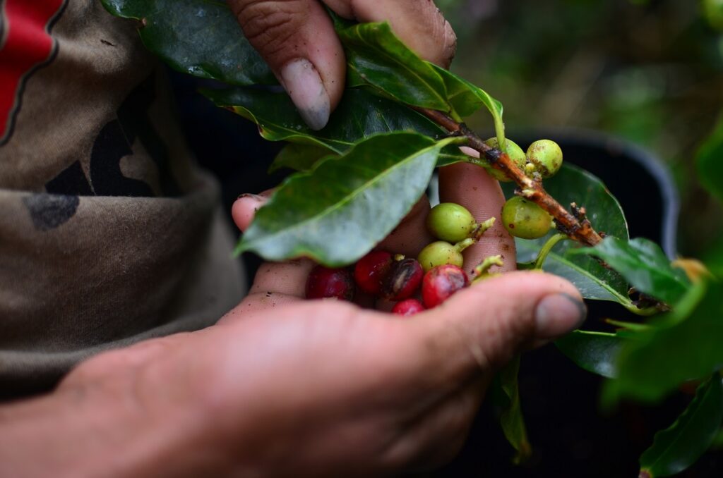Venezolanos, los nuevos recolectores de café en el sur del Tolima